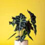 Indoor Plant Year Subscription, thumbnail 6 of 8