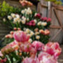 Tulip 'Pink Star' 15 Bulbs – Vibrant Pink Star Shaped Tulips, thumbnail 3 of 7