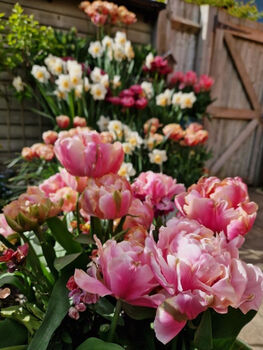 Tulip 'Pink Star' 15 Bulbs – Vibrant Pink Star Shaped Tulips, 3 of 7