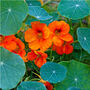 Flowers Nasturtium 'Cottage Garden Mix' One X 9cm Pot, thumbnail 2 of 3