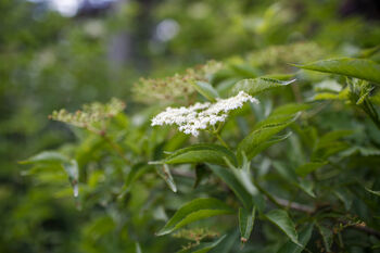 Foraging Experience For Two Voucher, 5 of 6