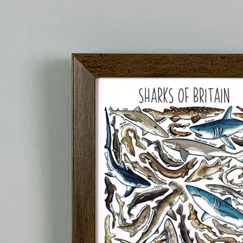 Sharks Of Britain Wildlife Watercolour Print, 2 of 4