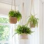 Jute And Seagrass Hanging Planters, thumbnail 1 of 4
