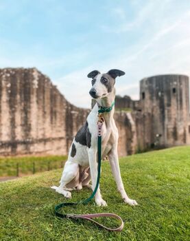 Waterproof Biothane® Dog Collar And Lead Set, 8 of 10