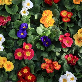 Primrose 'Cabaret Mix' 18 X Plant Pack, 3 of 10