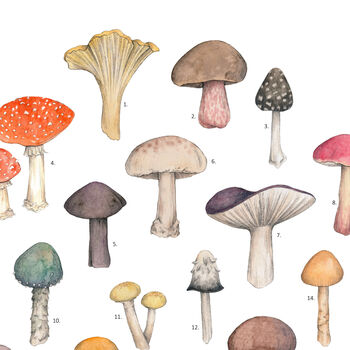 Mushroom Watercolour Print, 3 of 3