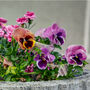 Flowers Pansy 'Coastal Sunrise Mix' 20 X Plant Pack, thumbnail 2 of 6