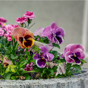 Flowers Pansy 'Coastal Sunrise Mix' 20 X Plant Pack, 2 of 6