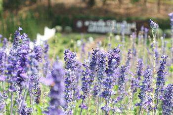 Salvia 'Crystal Blue', 2 of 7