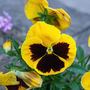 Flowers Pansy 'Yellow Blotch' Six X Plant Pack, thumbnail 4 of 5