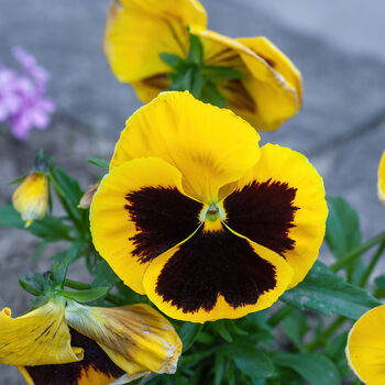 Flowers Pansy 'Yellow Blotch' Six X Plant Pack, 4 of 5