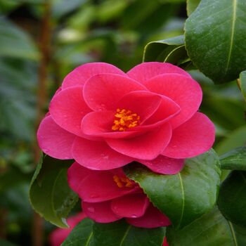 13th Wedding Anniversary Plant Gift, Camellia Black Lace, 2 of 2