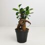 Ficus Ginseng Microcarpa Houseplant Bonsai Good Luck, thumbnail 3 of 9