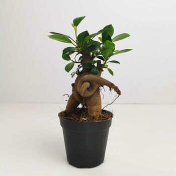 Ficus Ginseng Microcarpa Houseplant Bonsai Good Luck, 3 of 9