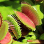 Venus Flytrap Houseplant 9cm Pot Plant, thumbnail 5 of 5