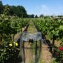 Guided Tour Of The Yorkshire Heart Vineyard Followed By Wine Tasting And Nibbles, thumbnail 1 of 4