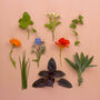 Grow Your Own Welsh Herbs Seed Kit, thumbnail 6 of 7