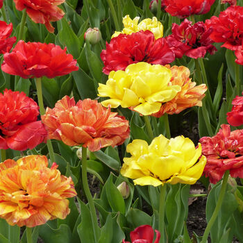 Spring Bulbs Tulips 'Double Mixed' Six Bulb Pack, 4 of 6