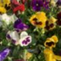 Pansy 'Delta Mix' 20 X Plant Pack, thumbnail 4 of 5
