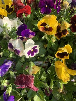 Pansy 'Delta Mix' 20 X Plant Pack, 4 of 5