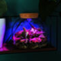 Diy Multicoloured LED Light Up Mini Dome Terrarium Kit, thumbnail 5 of 11