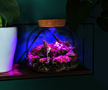 Diy Multicoloured LED Light Up Mini Dome Terrarium Kit, 5 of 11