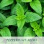 Homemade Brew Eco Grow Your Own Plant Kit, thumbnail 4 of 11