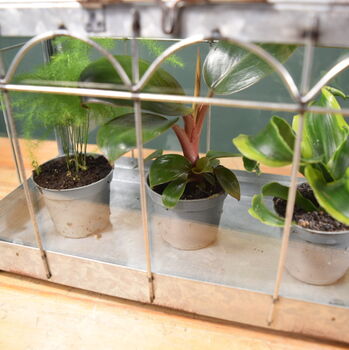 Mini Indoor Greenhouse With Plants Victorian Style, 8 of 8