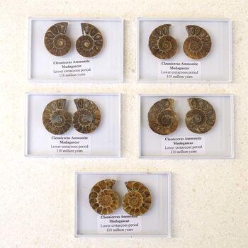 Cleoniceras Ammonite Fossil Pair, 2 of 10