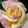 King Charles Iii Coronation Rose Hybrid Tea 'Peace', thumbnail 3 of 6