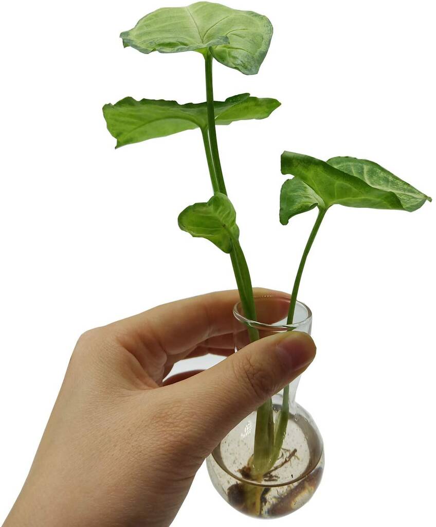 Desktop Plant Terrarium With Wooden Stand By Air Armor