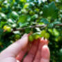 Gooseberry Plants, 'Leveller', thumbnail 4 of 7