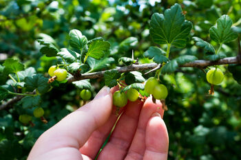 Gooseberry Plants, 'Leveller', 4 of 7