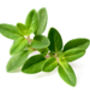 Herb English Thyme 12 X Plug Plant Pack, thumbnail 5 of 5