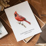 Northern Cardinal Bird Illustration Print, thumbnail 3 of 6