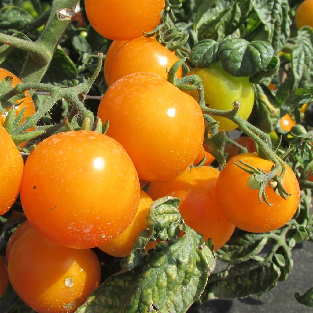 Fresh Whole Tomatoes Sun Gold 300g Pack By Acqua Garden ...