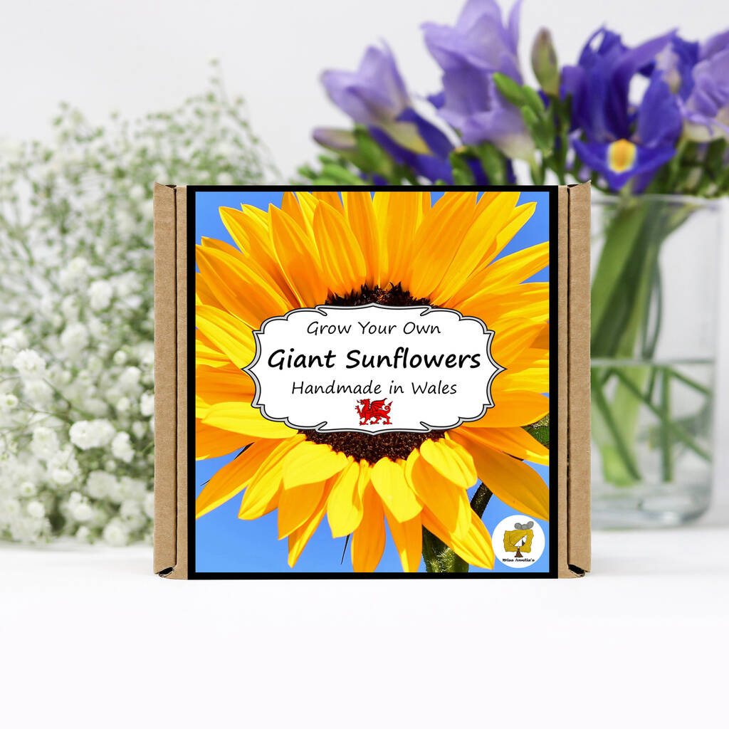 Grow Your Own Giant Sunflower. Seeds Growing Kit, 1 of 4