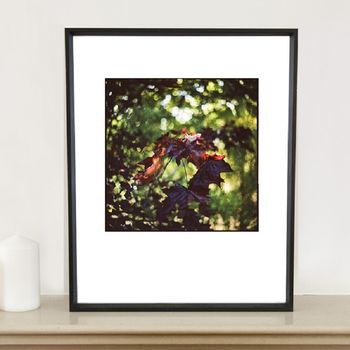 Maple Leaves Photographic Art Print, 2 of 4