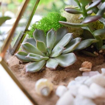 Gold Geometric Terrarium Kit With Succulent Or Cactus Christmas Gift For Plant Lover, 4 of 11