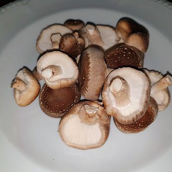 Shiitake Mushroom Log Dowel Kit, Gift Voucher Option, 4 of 8
