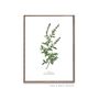 Set Of Six Vintage Botanical Art Prints | A4 Lithograph Style With Latin Names | Wall Art For Home Interiors, thumbnail 10 of 12
