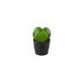 Duo Hoya Heart Plant – Easy Care 6cm Succulent Gift, thumbnail 3 of 8