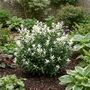 Euonymus Paloma Blanca7.5 L Evergreen Shrub, thumbnail 3 of 5