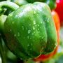 Sweet Pepper Plants 'Bellboy' Three X Plants 9cm Pots, thumbnail 7 of 8