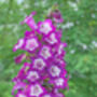 Penstemon 'Phoenix Violet' Three Plants In 9cm Pots, thumbnail 3 of 3