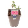 Mum In A Million Rose Bush – Fragrant Pink Gift Rose, thumbnail 2 of 7