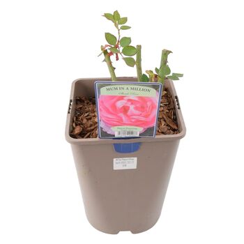 Mum In A Million Rose Bush – Fragrant Pink Gift Rose, 2 of 7