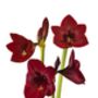 Christmas Amaryllis 'Grand Diva' One X Bulb Pack, thumbnail 2 of 3