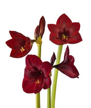 Christmas Amaryllis 'Grand Diva' One X Bulb Pack, 2 of 3