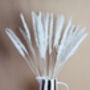Ivory White Feather Pampas Grass Short Stem, thumbnail 1 of 3